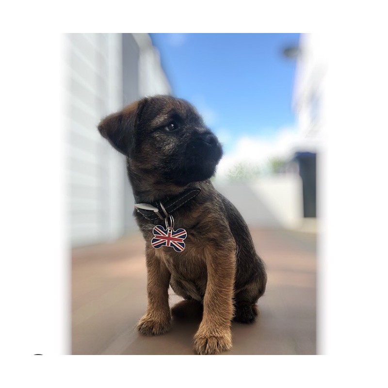 Surrey Feed LARGE 32mm PLEASE EMAIL US WITH ENGRAVING DETAILS WHEN PLACING YOUR ORDER. PATRIOT UNION JACK FLAG DISC Engraved Dog/Horse/Pet ID NAME Tag A very durable pet tag