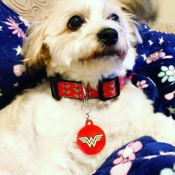 Wonder Woman ! Superhero pet I’d tags are hot in store this month at www.petidtagsexpress.co.uk #wonderdog #superherodog #superheropettag #pettag #pettags #petidtag #petidtags #petidtagsexpress #wonderwomanpettag