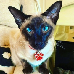 Check out this cute cat styling out our glitter paw tag in red we love it!! Www.petidtagsexpress.co.uk #cattag #cattags #catidtags #catsofinstagram