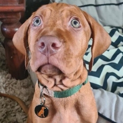 Well hullo there !! Look at those eyes!!! Rockin one of our popular designs from our pet breed tag range check out our pooch styles at www.petidtagsexpress.co.uk 
#petidtag #petidtags #pettag #pettags #dogtag #dogidtag #dogtags #dogidtags